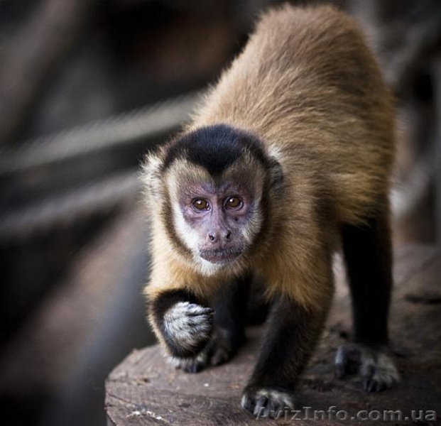 Продам бурого капуцина - <ro>Изображение</ro><ru>Изображение</ru> #3, <ru>Объявление</ru> #1386903