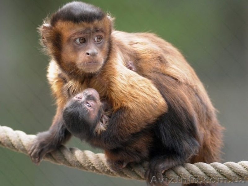 Продам бурого капуцина - <ro>Изображение</ro><ru>Изображение</ru> #2, <ru>Объявление</ru> #1386903