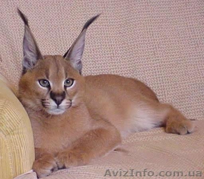 Продам каракала - <ro>Изображение</ro><ru>Изображение</ru> #1, <ru>Объявление</ru> #1386838