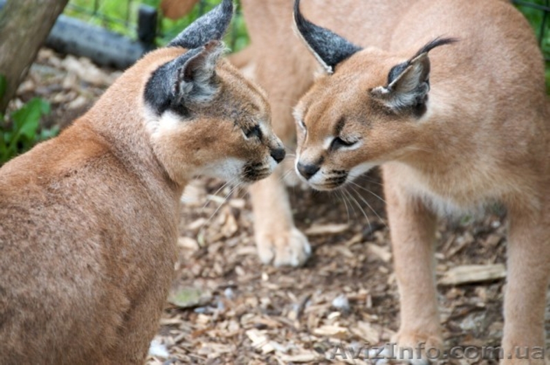 Продам каракала - <ro>Изображение</ro><ru>Изображение</ru> #3, <ru>Объявление</ru> #1386838