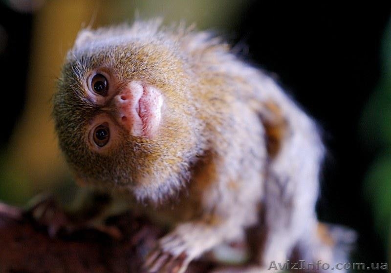 Продам игрунку карликовую - <ro>Изображение</ro><ru>Изображение</ru> #3, <ru>Объявление</ru> #1386877