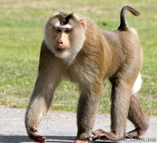 Продам макака лапундера - <ro>Изображение</ro><ru>Изображение</ru> #3, <ru>Объявление</ru> #1386907