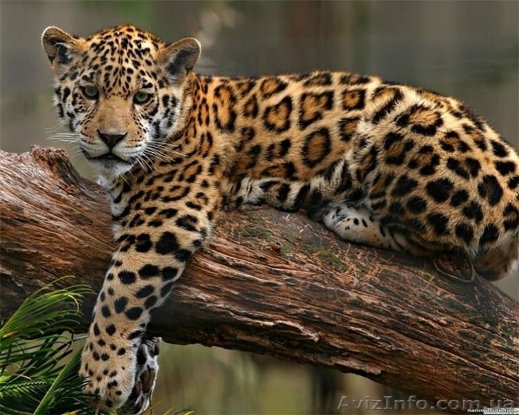 Продам изящного леопарда - <ro>Изображение</ro><ru>Изображение</ru> #2, <ru>Объявление</ru> #1386864