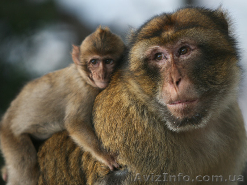 Продам макака магота - <ro>Изображение</ro><ru>Изображение</ru> #3, <ru>Объявление</ru> #1386868