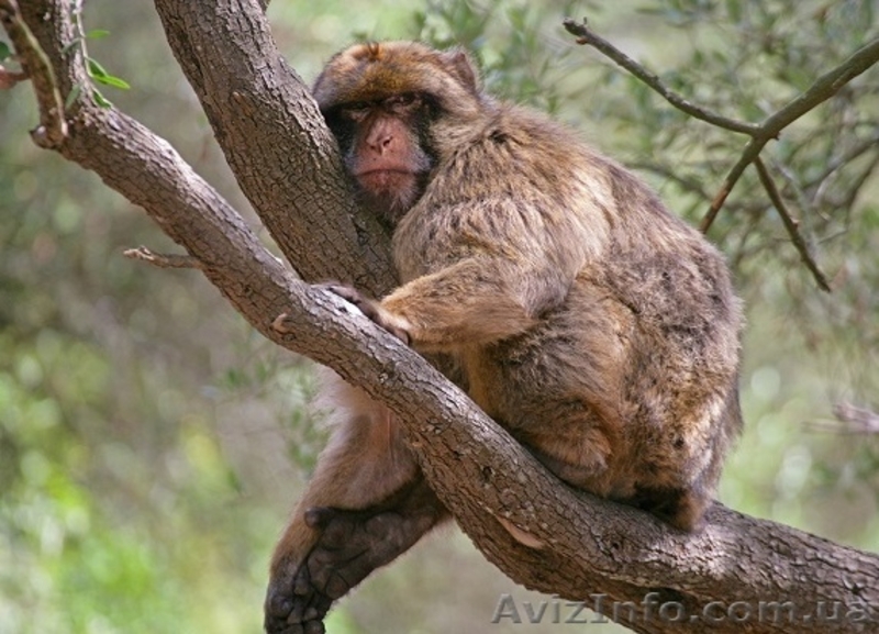 Продам макака магота - <ro>Изображение</ro><ru>Изображение</ru> #1, <ru>Объявление</ru> #1386868