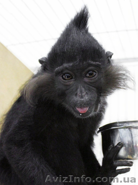 Продам мангобея черного - <ro>Изображение</ro><ru>Изображение</ru> #2, <ru>Объявление</ru> #1386904