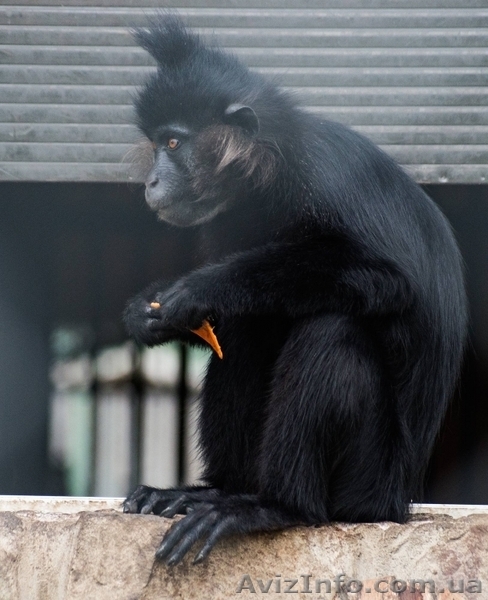 Продам мангобея черного - <ro>Изображение</ro><ru>Изображение</ru> #1, <ru>Объявление</ru> #1386904