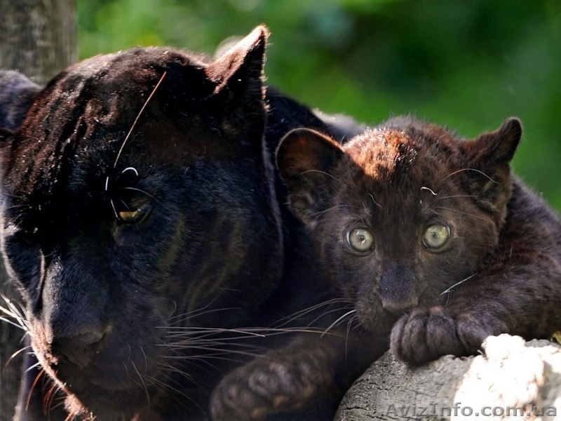 Продам грациозную пантеру - <ro>Изображение</ro><ru>Изображение</ru> #2, <ru>Объявление</ru> #1386866