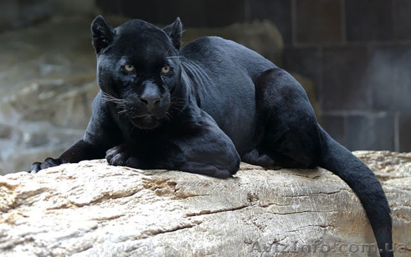 Продам грациозную пантеру - <ro>Изображение</ro><ru>Изображение</ru> #3, <ru>Объявление</ru> #1386866