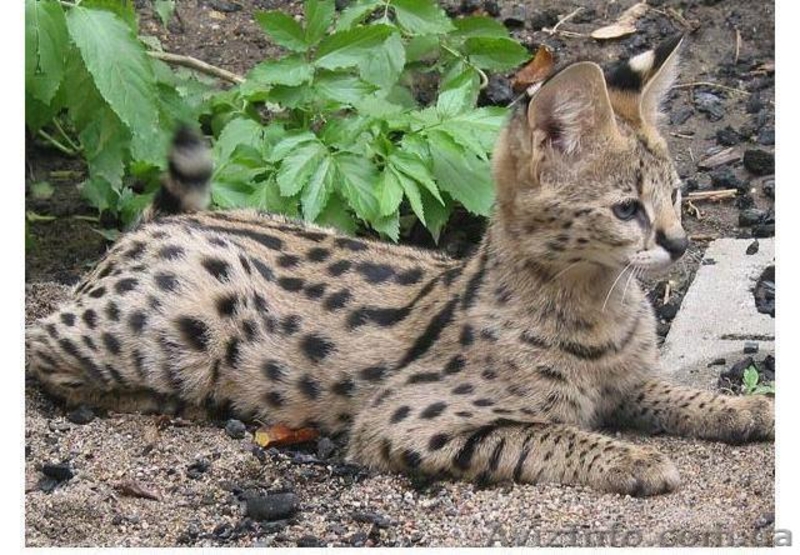 Продам сервала (пустынная кошка) - <ro>Изображение</ro><ru>Изображение</ru> #3, <ru>Объявление</ru> #1386835