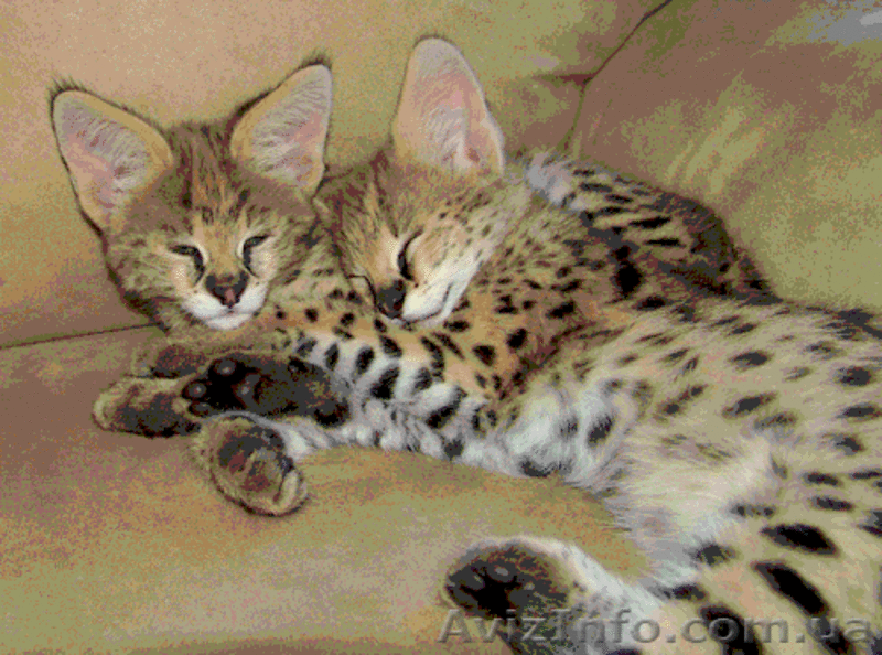Продам сервала (пустынная кошка) - <ro>Изображение</ro><ru>Изображение</ru> #2, <ru>Объявление</ru> #1386835