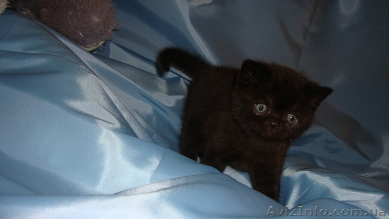 Шотландские    котята - <ro>Изображение</ro><ru>Изображение</ru> #1, <ru>Объявление</ru> #1395943