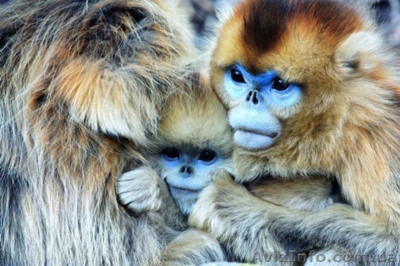 Продам мартышку синелицую - <ro>Изображение</ro><ru>Изображение</ru> #1, <ru>Объявление</ru> #1386898