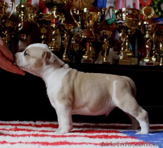  американского стаффордширского терьера щенки - <ro>Изображение</ro><ru>Изображение</ru> #7, <ru>Объявление</ru> #1401230