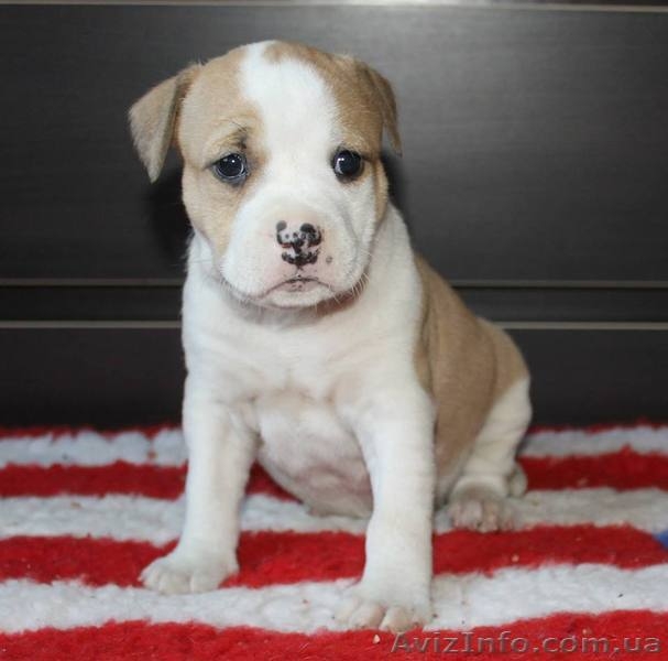  американского стаффордширского терьера щенки - <ro>Изображение</ro><ru>Изображение</ru> #8, <ru>Объявление</ru> #1401230