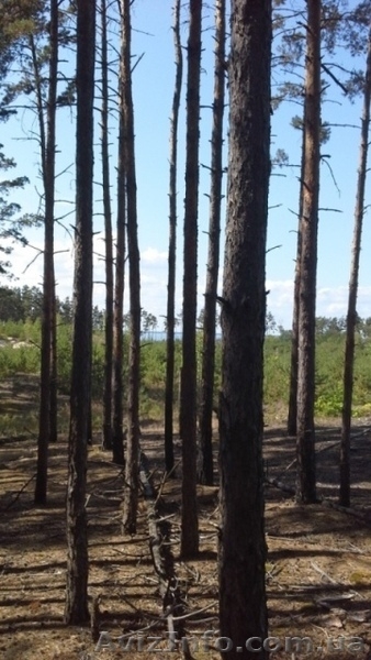 участок земли вышгородский р-н, с. Ровжи - <ro>Изображение</ro><ru>Изображение</ru> #4, <ru>Объявление</ru> #1424748