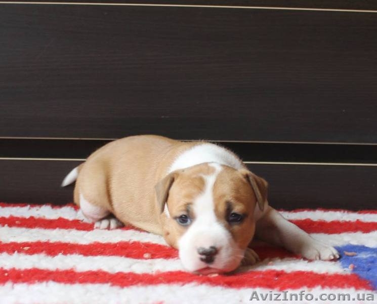  американского стаффордширского терьера щенки - <ro>Изображение</ro><ru>Изображение</ru> #5, <ru>Объявление</ru> #1401230