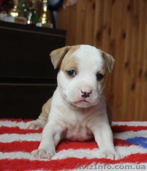  американского стаффордширского терьера щенки - <ro>Изображение</ro><ru>Изображение</ru> #6, <ru>Объявление</ru> #1401230