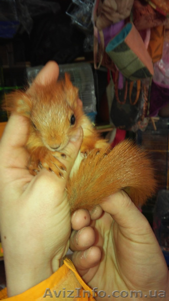 Продам взрослых белок и бельчат. - <ro>Изображение</ro><ru>Изображение</ru> #2, <ru>Объявление</ru> #1413104