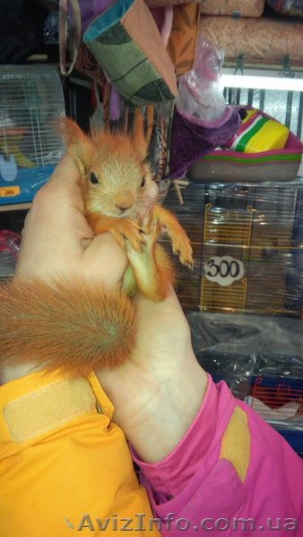 Продам взрослых белок и бельчат. - <ro>Изображение</ro><ru>Изображение</ru> #5, <ru>Объявление</ru> #1413104