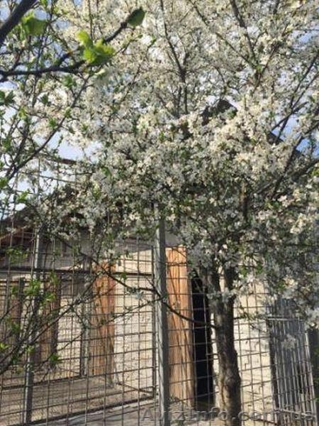 Гостиница для собак под Киевом - <ro>Изображение</ro><ru>Изображение</ru> #3, <ru>Объявление</ru> #1418739