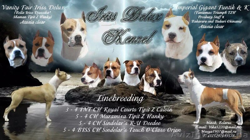  американского стаффордширского терьера щенки - <ro>Изображение</ro><ru>Изображение</ru> #10, <ru>Объявление</ru> #1401230