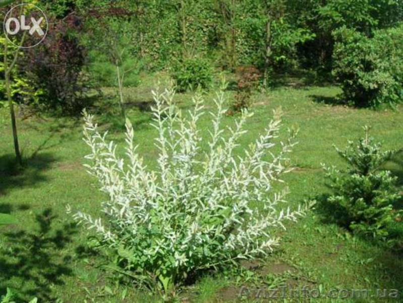  Ива цельнолистная Хакуро-Нишики - <ro>Изображение</ro><ru>Изображение</ru> #1, <ru>Объявление</ru> #1427497