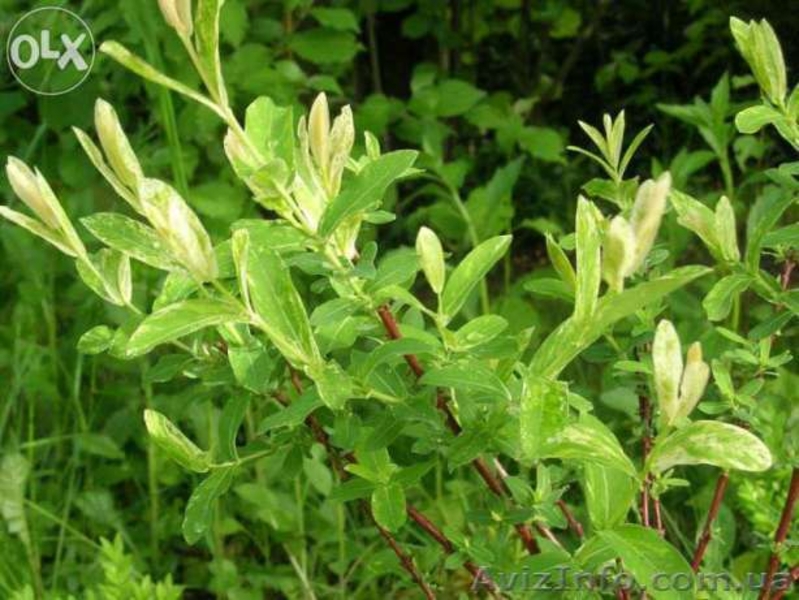  Ива цельнолистная Хакуро-Нишики - <ro>Изображение</ro><ru>Изображение</ru> #2, <ru>Объявление</ru> #1427497