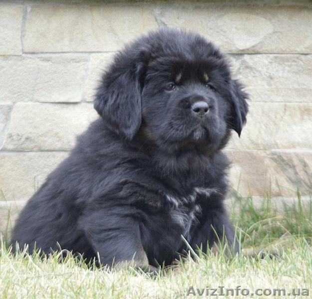 Предлагаем щенков Тибетского Мастифа - <ro>Изображение</ro><ru>Изображение</ru> #1, <ru>Объявление</ru> #1435711