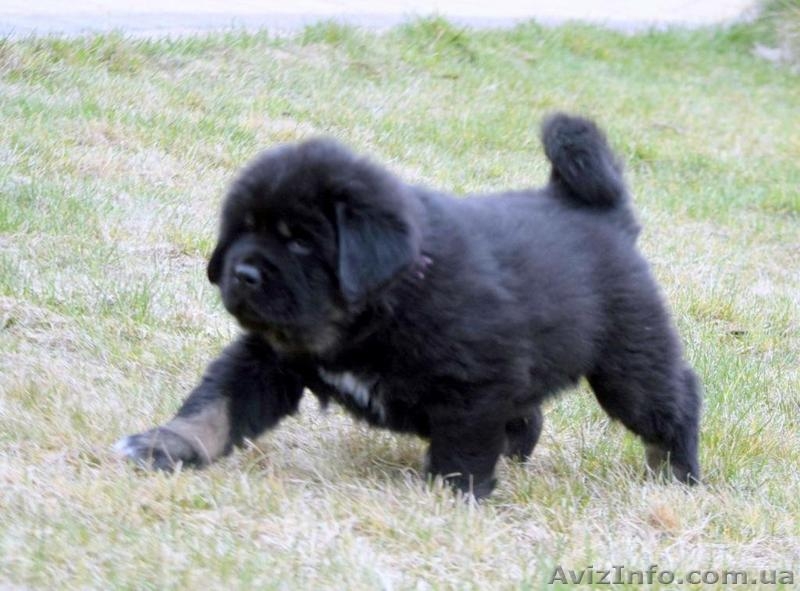 Предлагаем щенков Тибетского Мастифа - <ro>Изображение</ro><ru>Изображение</ru> #3, <ru>Объявление</ru> #1435711