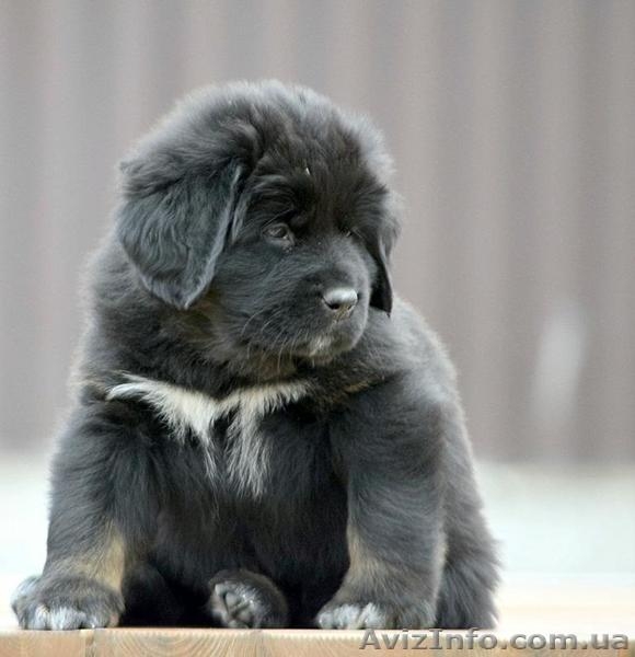 Предлагаем щенков Тибетского Мастифа - <ro>Изображение</ro><ru>Изображение</ru> #4, <ru>Объявление</ru> #1435711