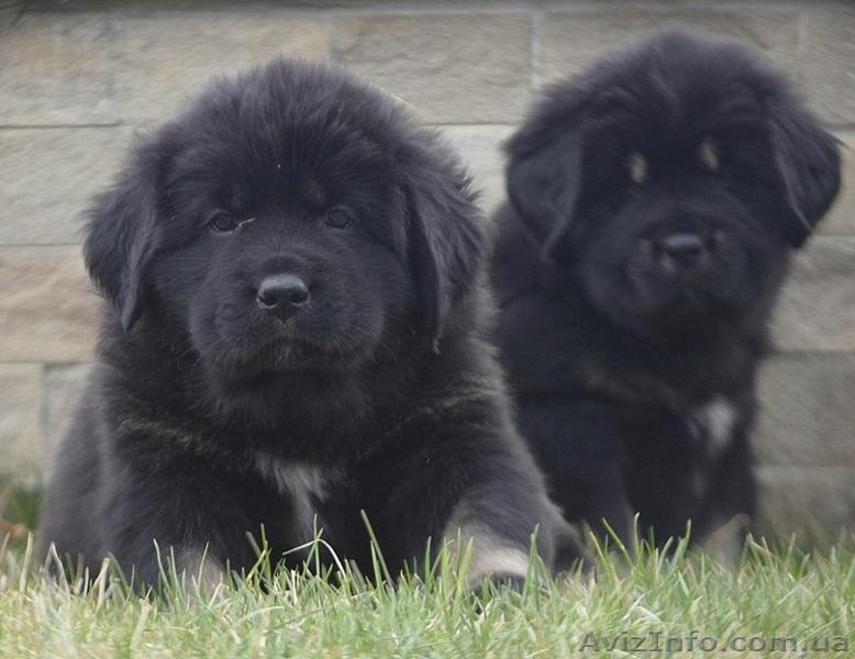 Предлагаем щенков Тибетского Мастифа - <ro>Изображение</ro><ru>Изображение</ru> #5, <ru>Объявление</ru> #1435711