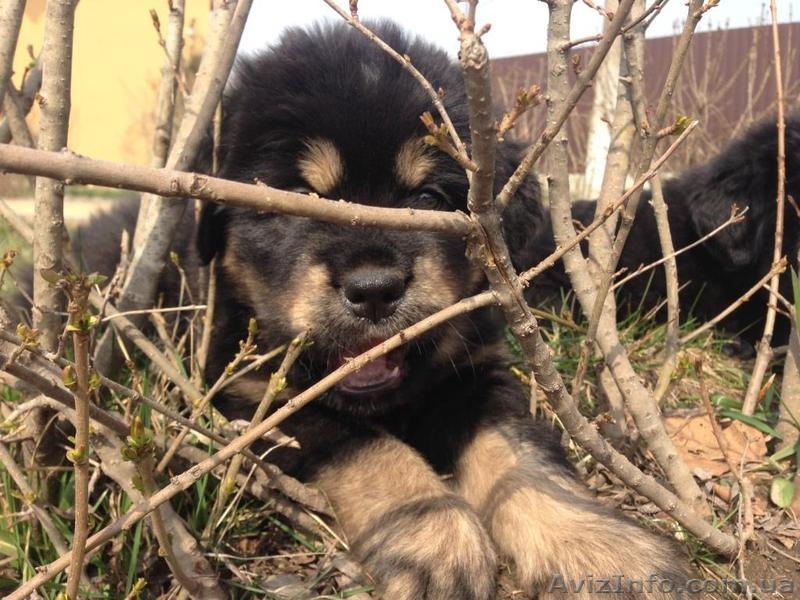 Предлагаем щенков Тибетского Мастифа - <ro>Изображение</ro><ru>Изображение</ru> #6, <ru>Объявление</ru> #1435711