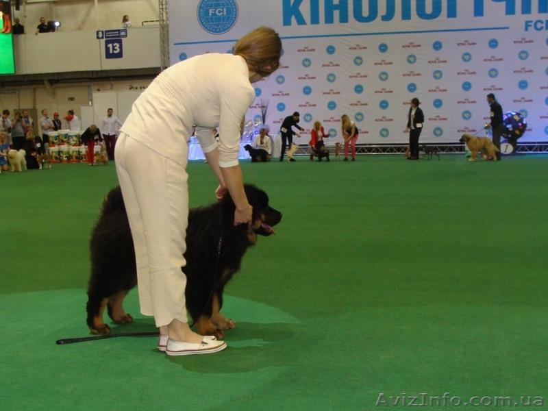 Продаются щенки тибетского мастифа, две девочки - <ro>Изображение</ro><ru>Изображение</ru> #1, <ru>Объявление</ru> #1429134