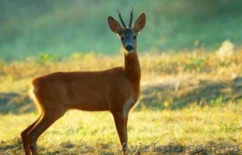 Куплю Косуль разного возраста. - <ro>Изображение</ro><ru>Изображение</ru> #1, <ru>Объявление</ru> #1432376