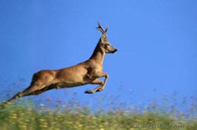 Куплю Косуль разного возраста. - <ro>Изображение</ro><ru>Изображение</ru> #2, <ru>Объявление</ru> #1432376