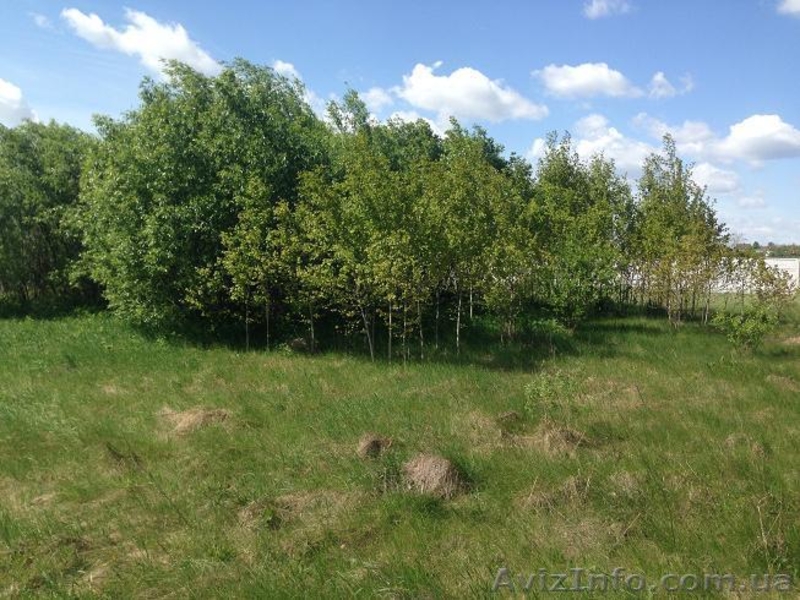 Продам Землю 25 км от Киева - <ro>Изображение</ro><ru>Изображение</ru> #1, <ru>Объявление</ru> #1433118