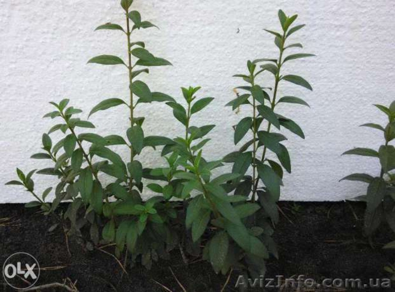  Cаженцы бирючина обыкновенная, живая изгородь  - <ro>Изображение</ro><ru>Изображение</ru> #3, <ru>Объявление</ru> #1427496