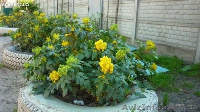  Магония падуболистная - саженцы - <ro>Изображение</ro><ru>Изображение</ru> #3, <ru>Объявление</ru> #1427490