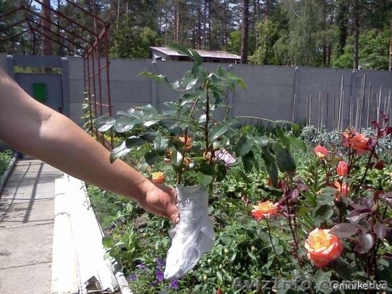  Магония падуболистная - саженцы - <ro>Изображение</ro><ru>Изображение</ru> #4, <ru>Объявление</ru> #1427490