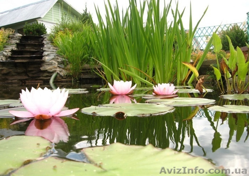 Эксклюзив! Загадочные цветные карпы КОИ! Заведи цветных карпиков в свой пруд! - <ro>Изображение</ro><ru>Изображение</ru> #4, <ru>Объявление</ru> #1451641