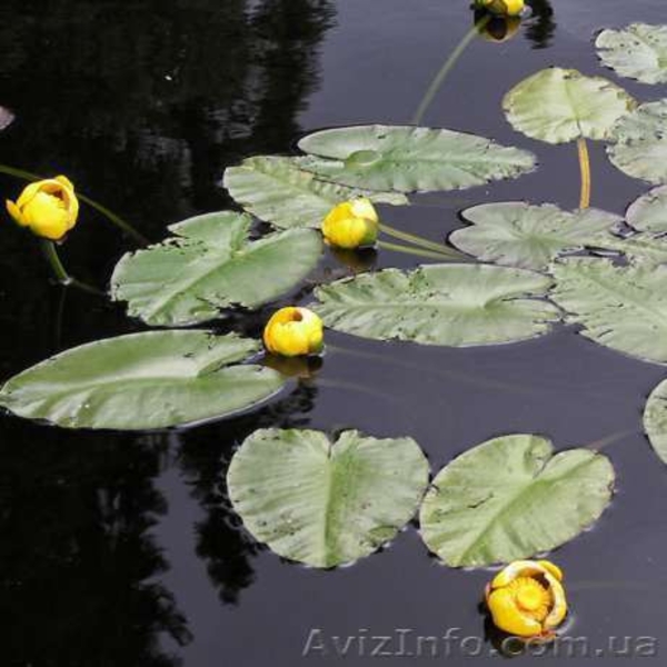 Эксклюзив! Загадочные цветные карпы КОИ! Заведи цветных карпиков в свой пруд! - <ro>Изображение</ro><ru>Изображение</ru> #5, <ru>Объявление</ru> #1451641