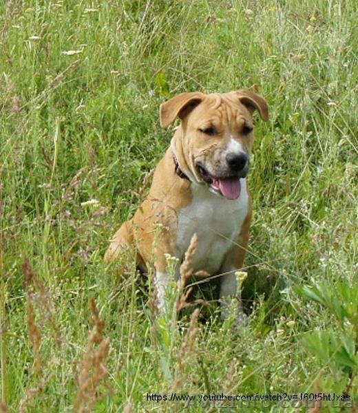 Продается очень шикарный щенок американского стаффордширского терьера - <ro>Изображение</ro><ru>Изображение</ru> #1, <ru>Объявление</ru> #1454736