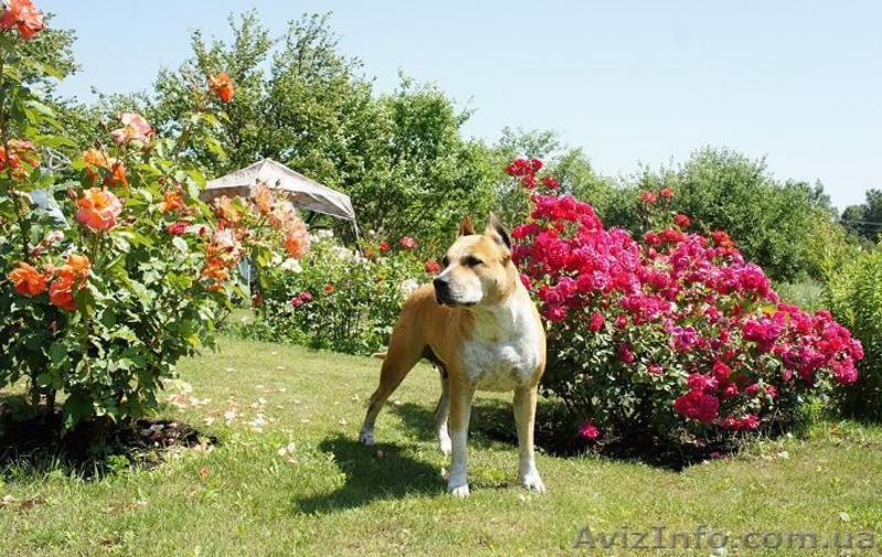 Продается очень шикарный щенок американского стаффордширского терьера - <ro>Изображение</ro><ru>Изображение</ru> #2, <ru>Объявление</ru> #1454736