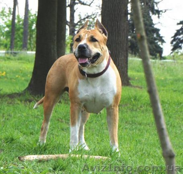 Продается очень шикарный щенок американского стаффордширского терьера - <ro>Изображение</ro><ru>Изображение</ru> #3, <ru>Объявление</ru> #1454736