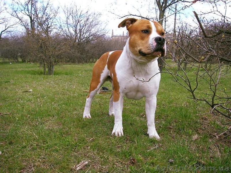 Продается очень шикарный щенок американского стаффордширского терьера - <ro>Изображение</ro><ru>Изображение</ru> #4, <ru>Объявление</ru> #1454736