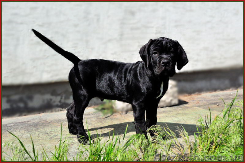 Щенки Кане Корсо. Питомник представляет суперпомет. - <ro>Изображение</ro><ru>Изображение</ru> #10, <ru>Объявление</ru> #1448372