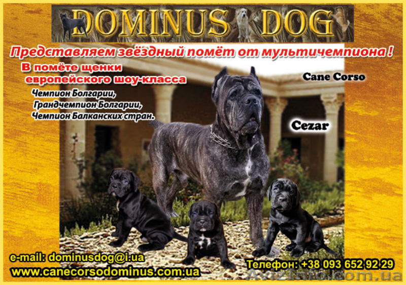 Щенки Кане Корсо. Питомник представляет суперпомет. - <ro>Изображение</ro><ru>Изображение</ru> #1, <ru>Объявление</ru> #1448372