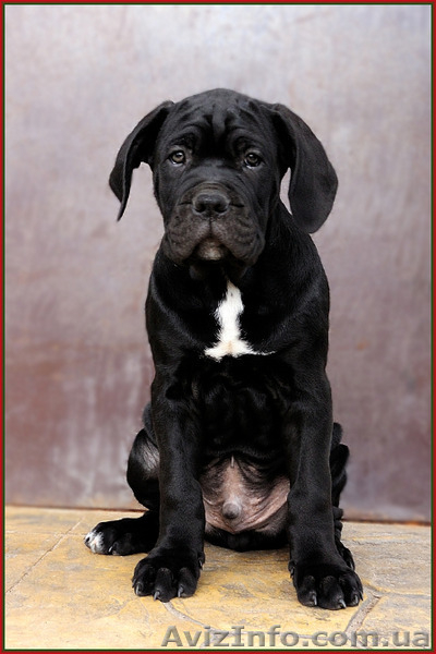 Щенки Кане Корсо. Питомник представляет суперпомет. - <ro>Изображение</ro><ru>Изображение</ru> #3, <ru>Объявление</ru> #1448372