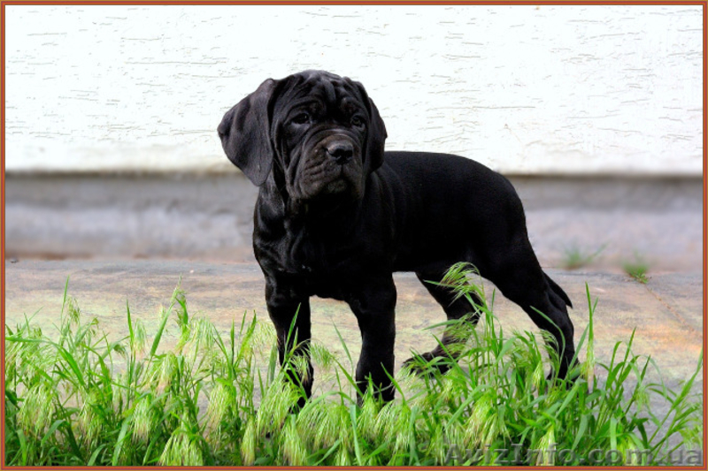 Щенки Кане Корсо. Питомник представляет суперпомет. - <ro>Изображение</ro><ru>Изображение</ru> #6, <ru>Объявление</ru> #1448372